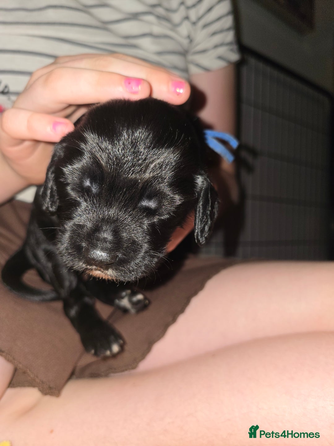 Sprocker dogs for sale: 9 Beautiful Sprocker puppies for sale - Image 10