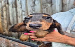 Miniature Dachshund dogs for sale: Miniature dachshund puppies  - Image 8
