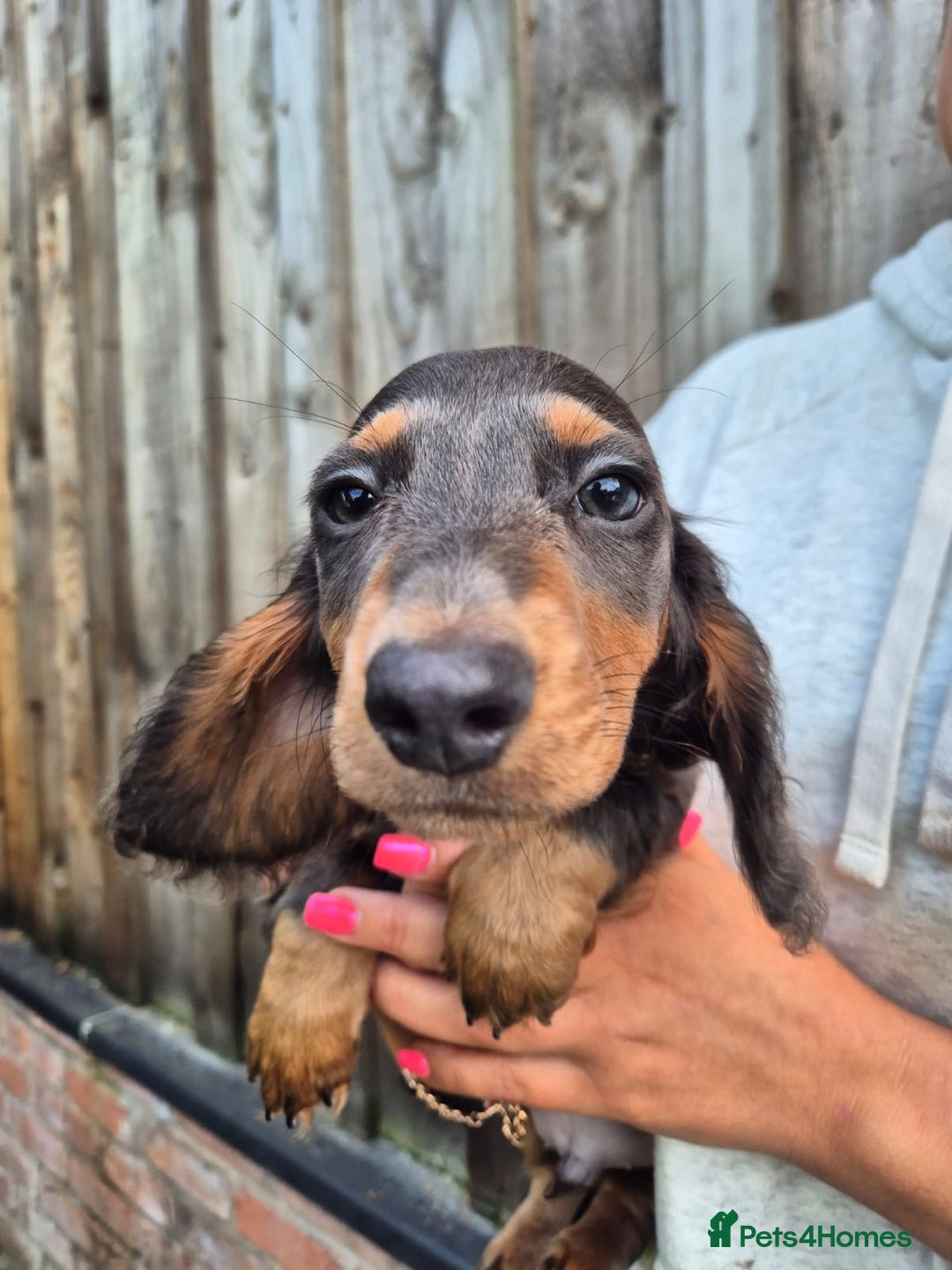 Miniature Dachshund dogs for sale: Miniature dachshund puppies  - Image 8