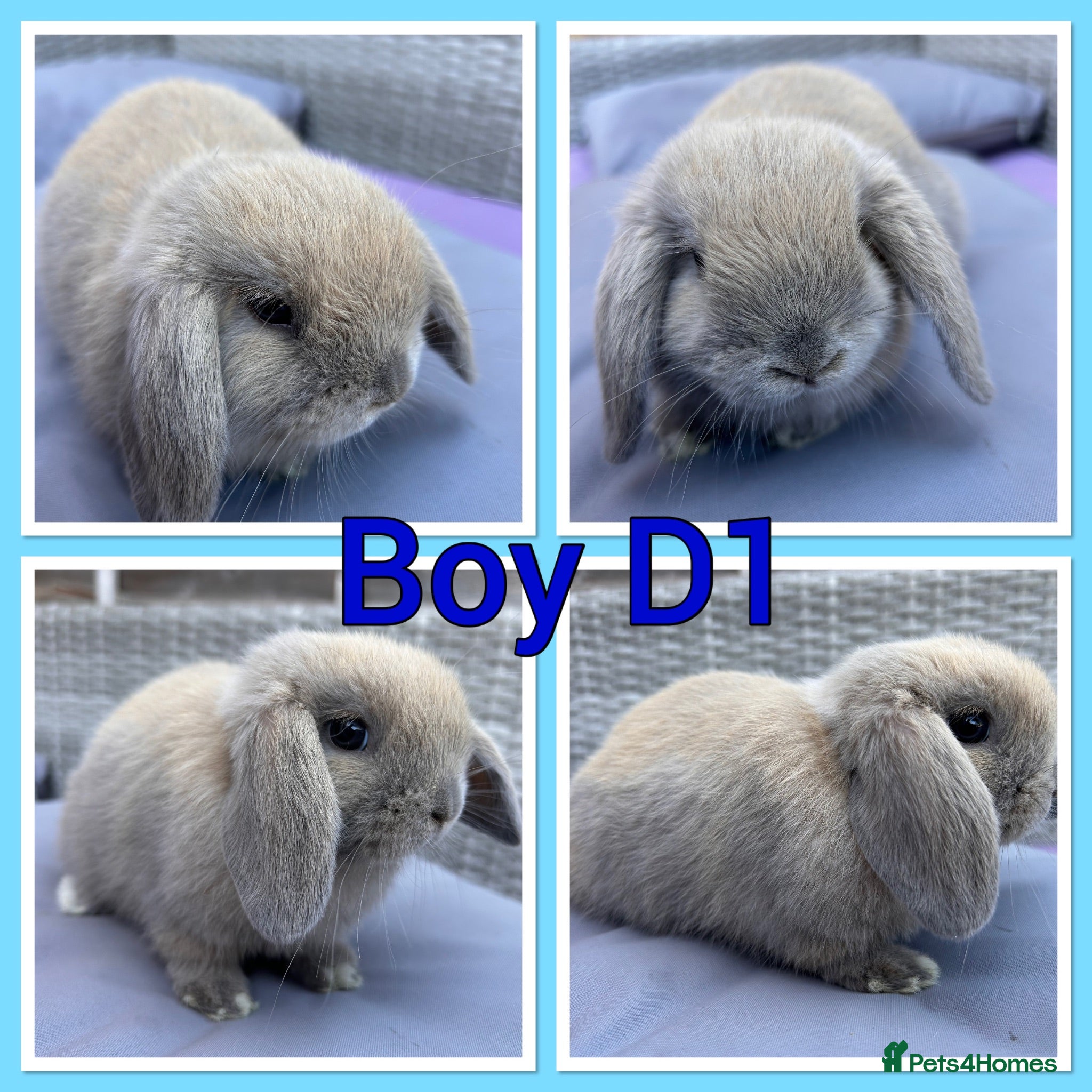 Mini Lop rabbits Mini lop babies  - Advert 2