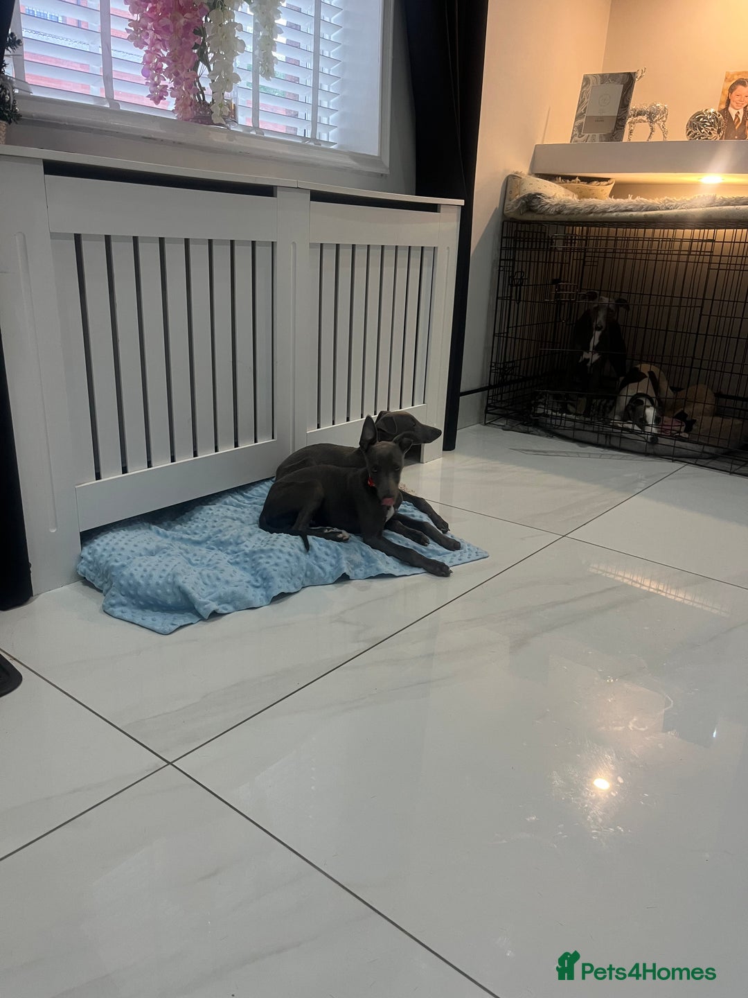 Whippet dogs for sale: Blue boy kc reg fully vaccinated and microchip  - Image 9