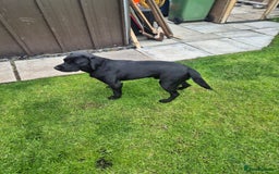Springador dogs for sale: Labrador  - Image 6