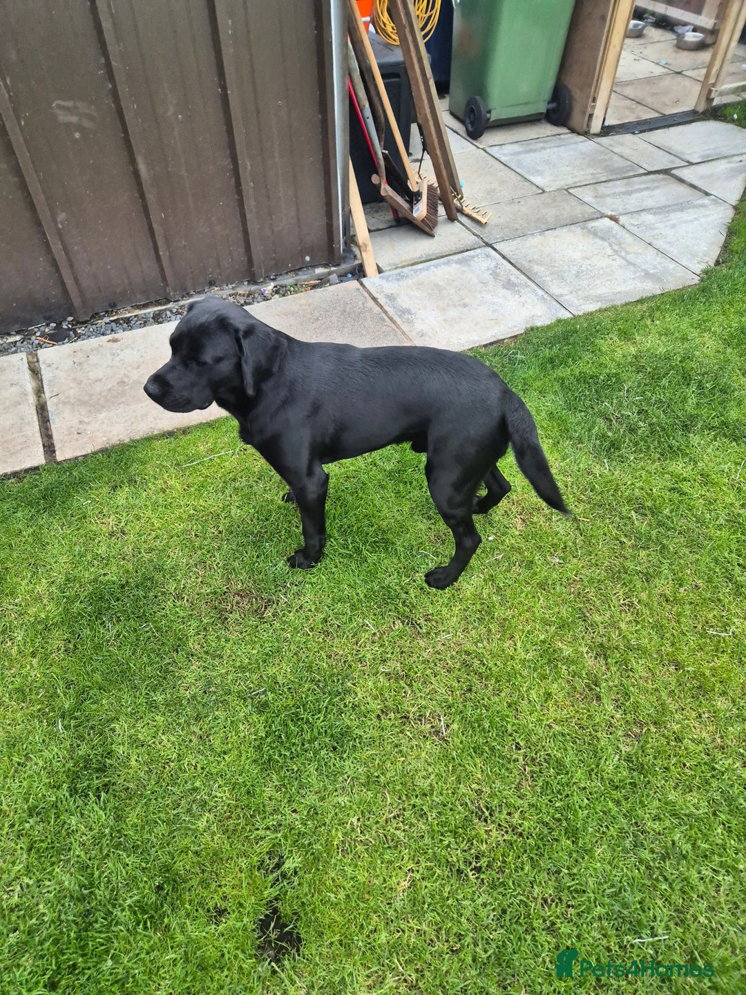 Springador dogs for sale: Labrador  - Image 6