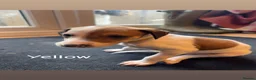 Saluki dogs for sale: Saluki greyhound puppies- Boys in Dover - Advert 15