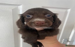Cocker Spaniel dogs for sale: Merl cocker spaniel puppies  - Image 15