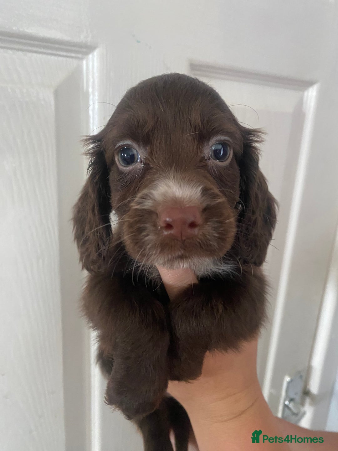 Cocker Spaniel dogs for sale: Merl cocker spaniel puppies  - Image 15