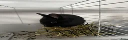 Netherland Dwarf rabbits for sale: Netherlands Dwarf Rabbits  - Advert 4
