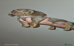 Miniature Dachshund dogs for sale: Silver and Tan Miniature Dachshunds  - Image 1
