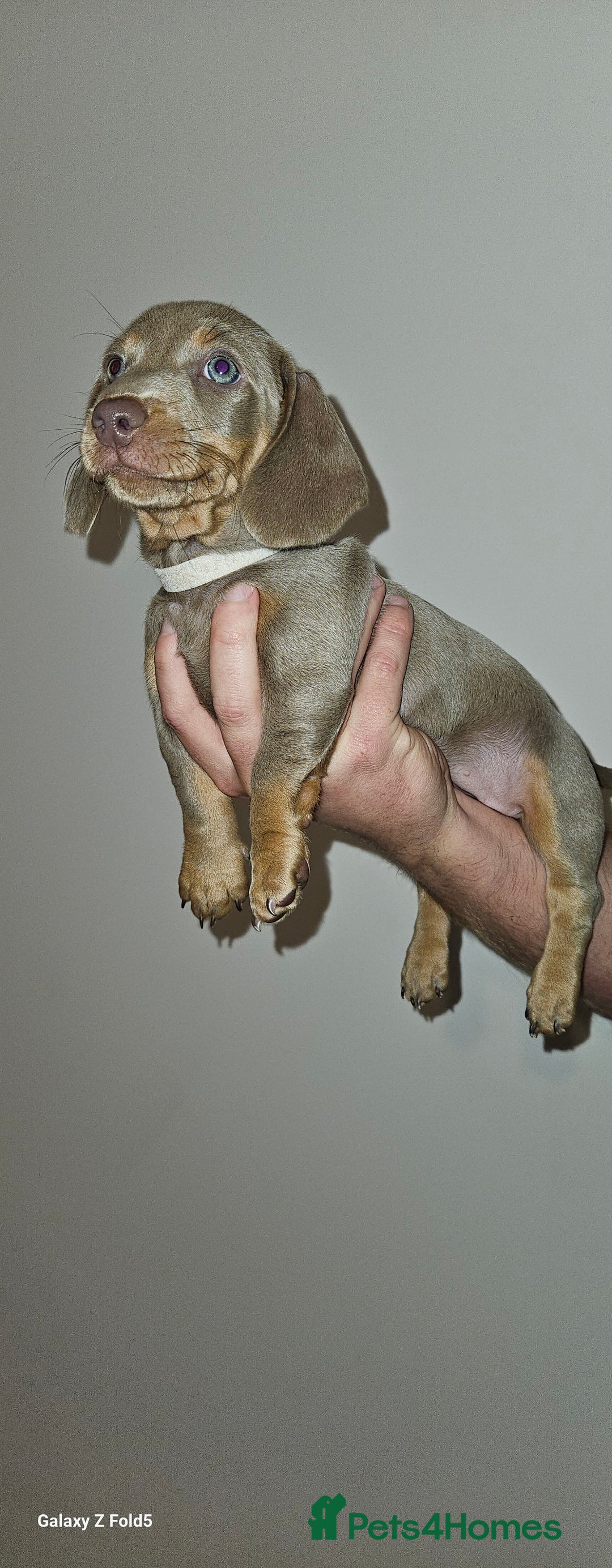 Miniature Dachshund dogs for sale: Silver and Tan Miniature Dachshunds  - Image 1