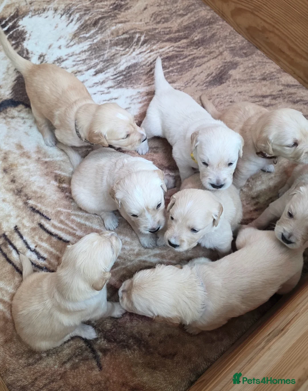 Golden Retriever dogs for sale: KC Golden Retriever Puppies-Excellent Temperament  - Advert 1
