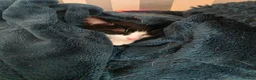 Mixed Breed cats for sale: These are exceptional kittens. - Advert 24