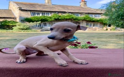 Italian Greyhound dogs for sale: Italian greyhound puppies KC reg. European lineage - Image 2