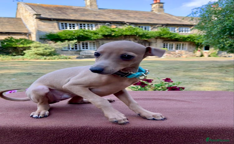 Italian Greyhound dogs - Advert 7