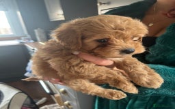 Maltipoo dogs for sale: 💫Tiny Red Boys Available Now💫 - Image 31