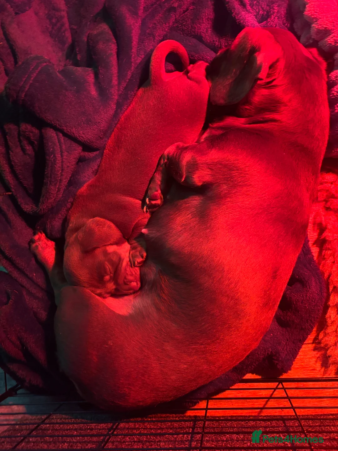 Miniature Dachshund dogs for sale: Male miniature dachshund  - Advert 5