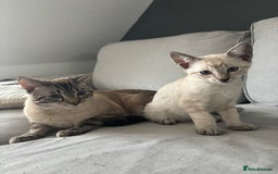 Siamese cats for sale: Siamese Kittens  in Harpenden - Image 9