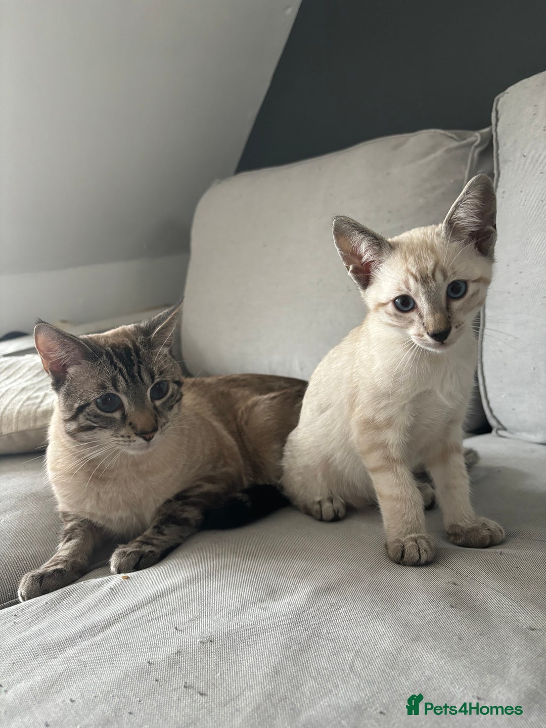 Siamese cats for sale: Siamese Kittens  in Harpenden - Image 9