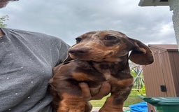 Miniature Dachshund dogs for sale: Miniature chocolate dapple male dachshund pup - Image 1