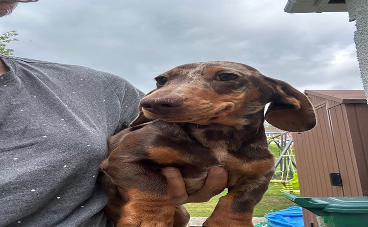 Miniature Dachshund dogs - Advert 1
