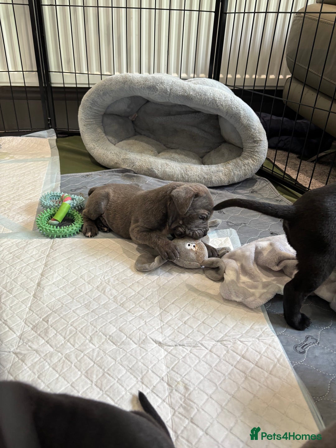 Mixed Breed dogs for sale: canó corso cross british bulldog puppy’s  - Image 29
