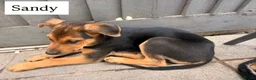 Mixed Breed dogs for sale:  Stunning Rottweiler × German Shepherd Puppies - Advert 10