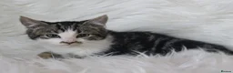 Mixed Breed cats for sale: Lovable little Moggy - Advert 5