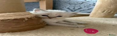 Ragdoll Kitten 4