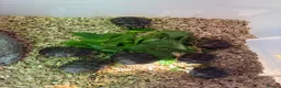 Tortoise reptiles for sale: Baby spur thighed tortoises  - Advert 5