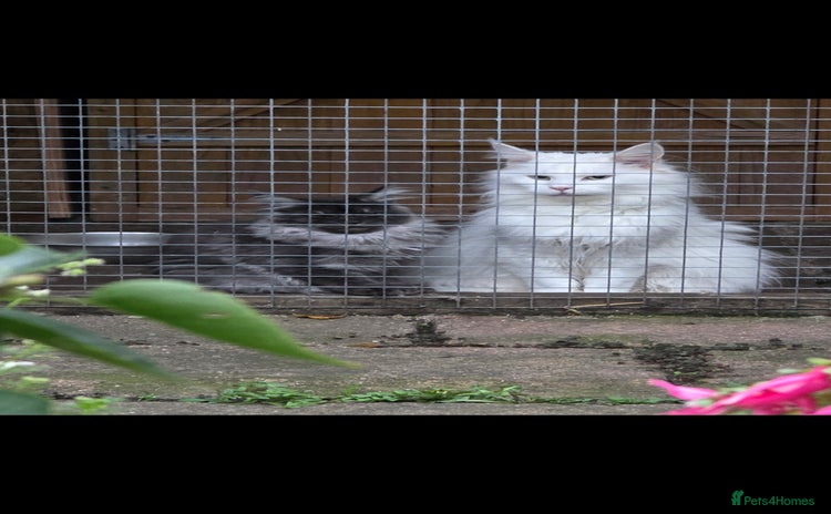 Maine Coon cats - Advert 1