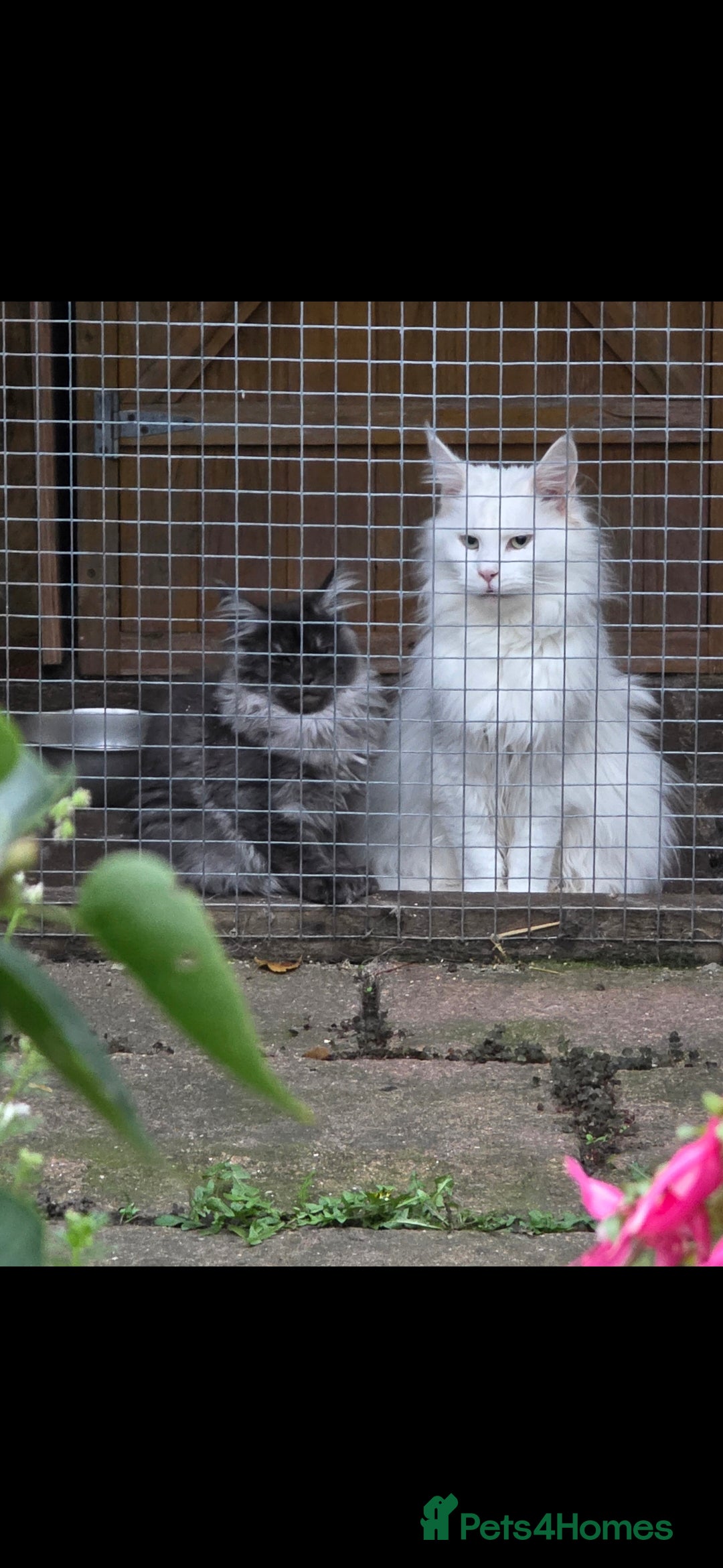 Maine Coon cats for sale: Pedigree XL Mainecoon kittens - Image 1