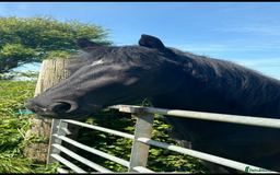 Welsh Section D horses for sale: Section D beautiful Black Mare Magic - Image 18