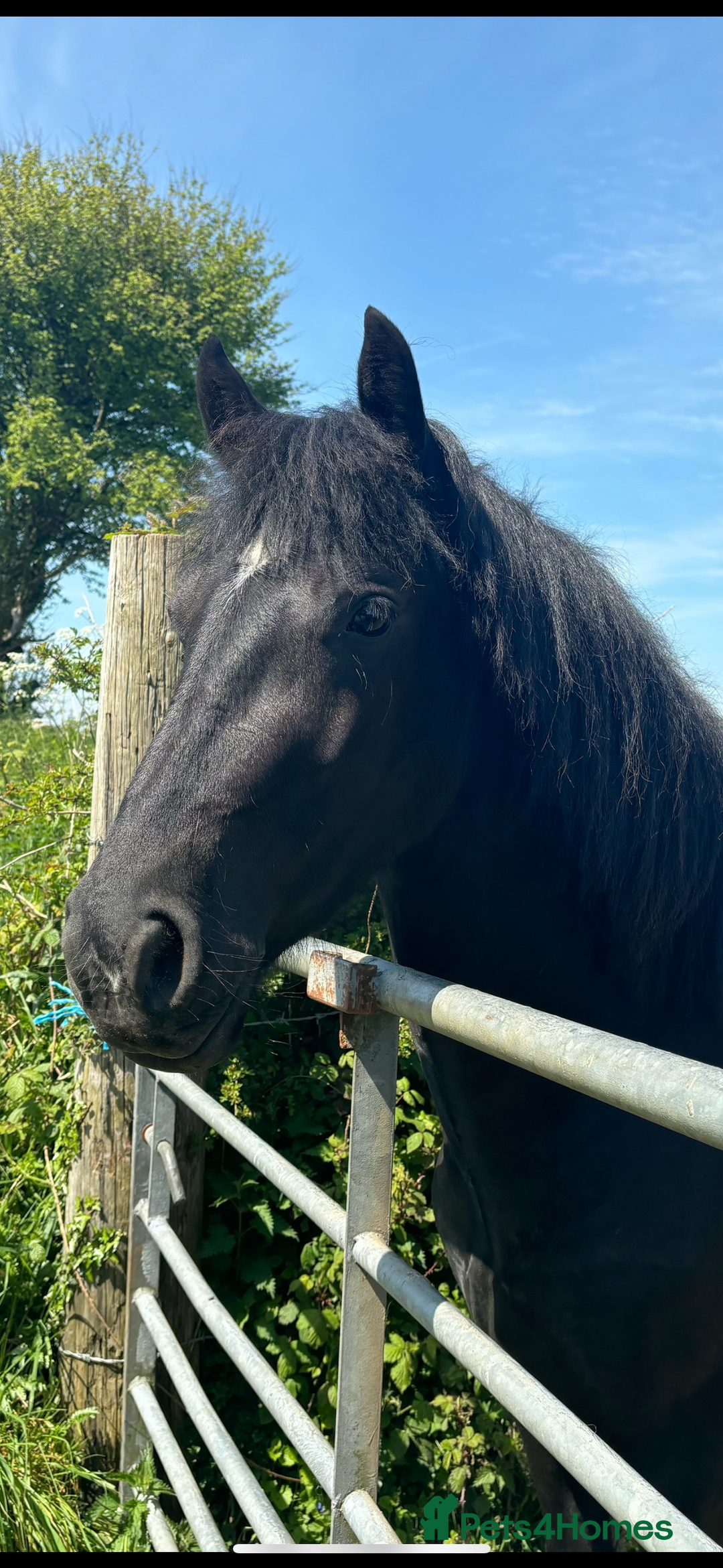 Welsh Section D horses for sale: Section D beautiful Black Mare Magic - Image 18