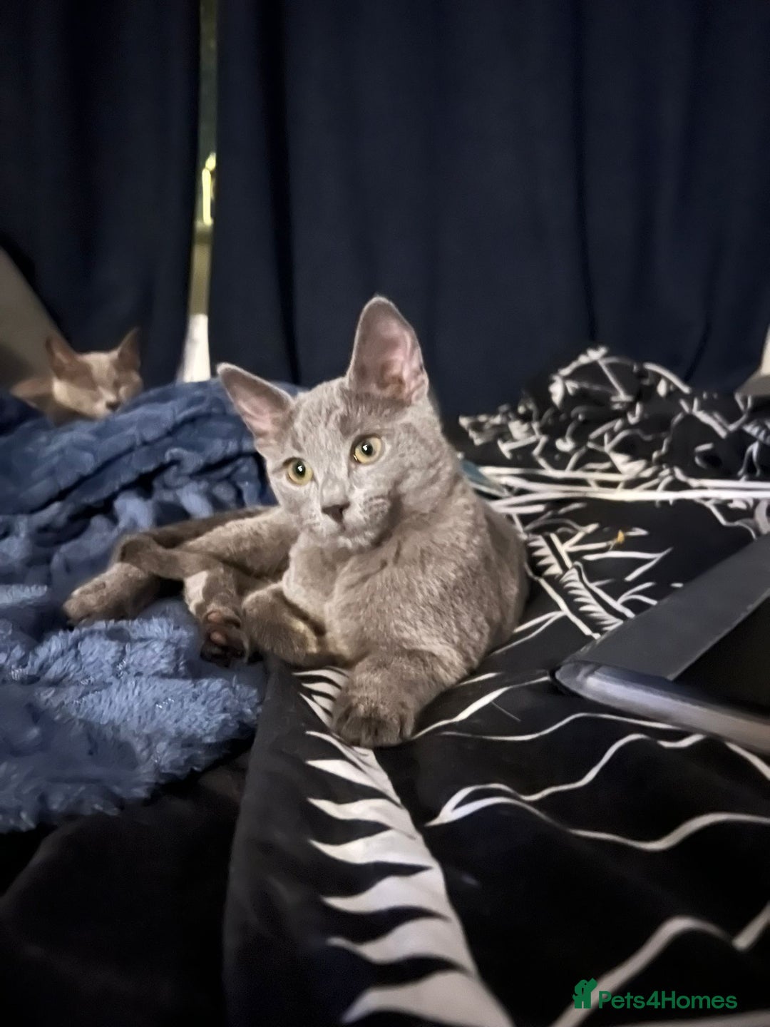 Russian Blue cats for sale: Gorgeous Championship Russian blue kittens  - Advert 13