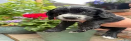 Cocker Spaniel dogs for sale: KC Registered Cocker Spaniel Puppies - Advert 12