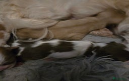 Shih Tzu dogs for sale: Stunning  shihtzus  puppies  4 girls 1 boy - Advert 5