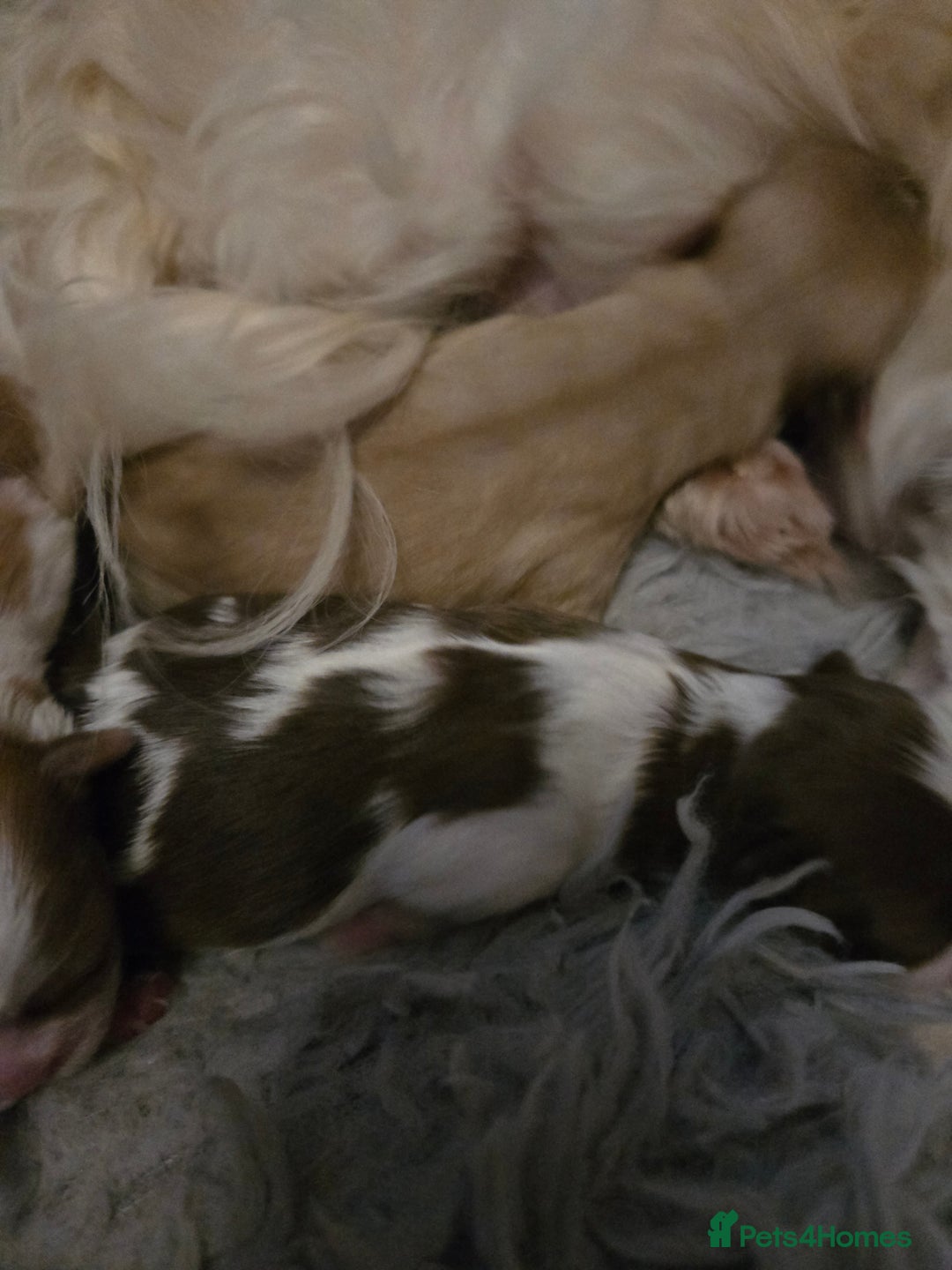 Shih Tzu dogs for sale: Stunning  shihtzus  puppies  4 girls 1 boy - Advert 5