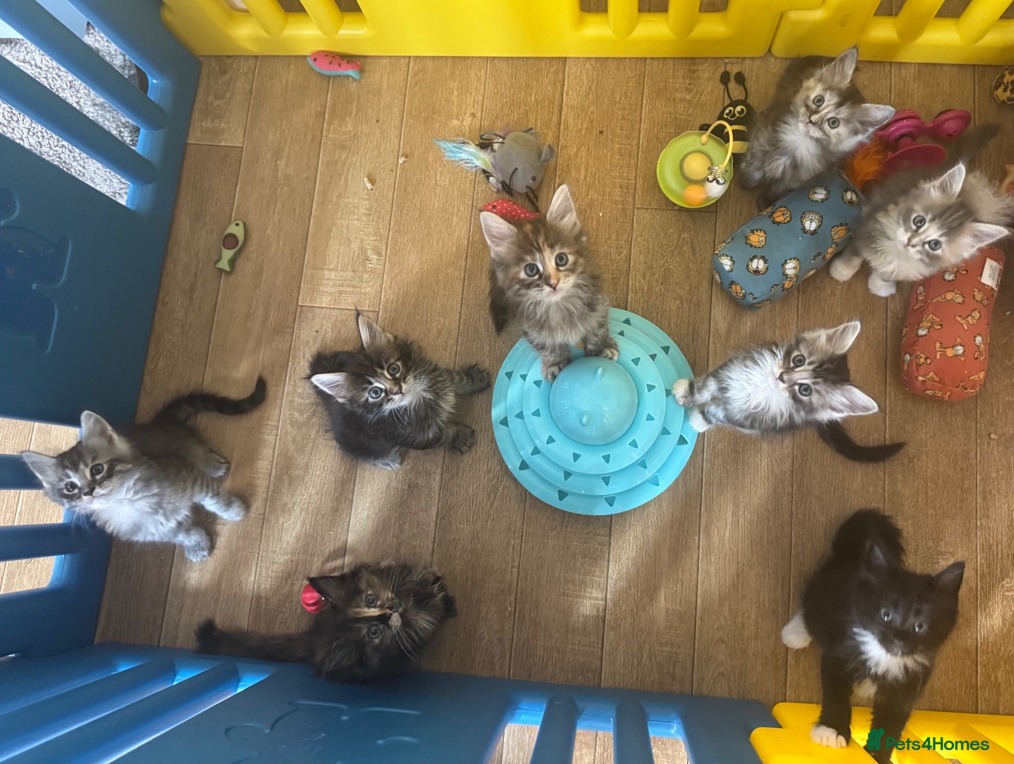 Ragcoon cats 8 gorgeous Mainecoon x ragdoll babies  - Advert 2
