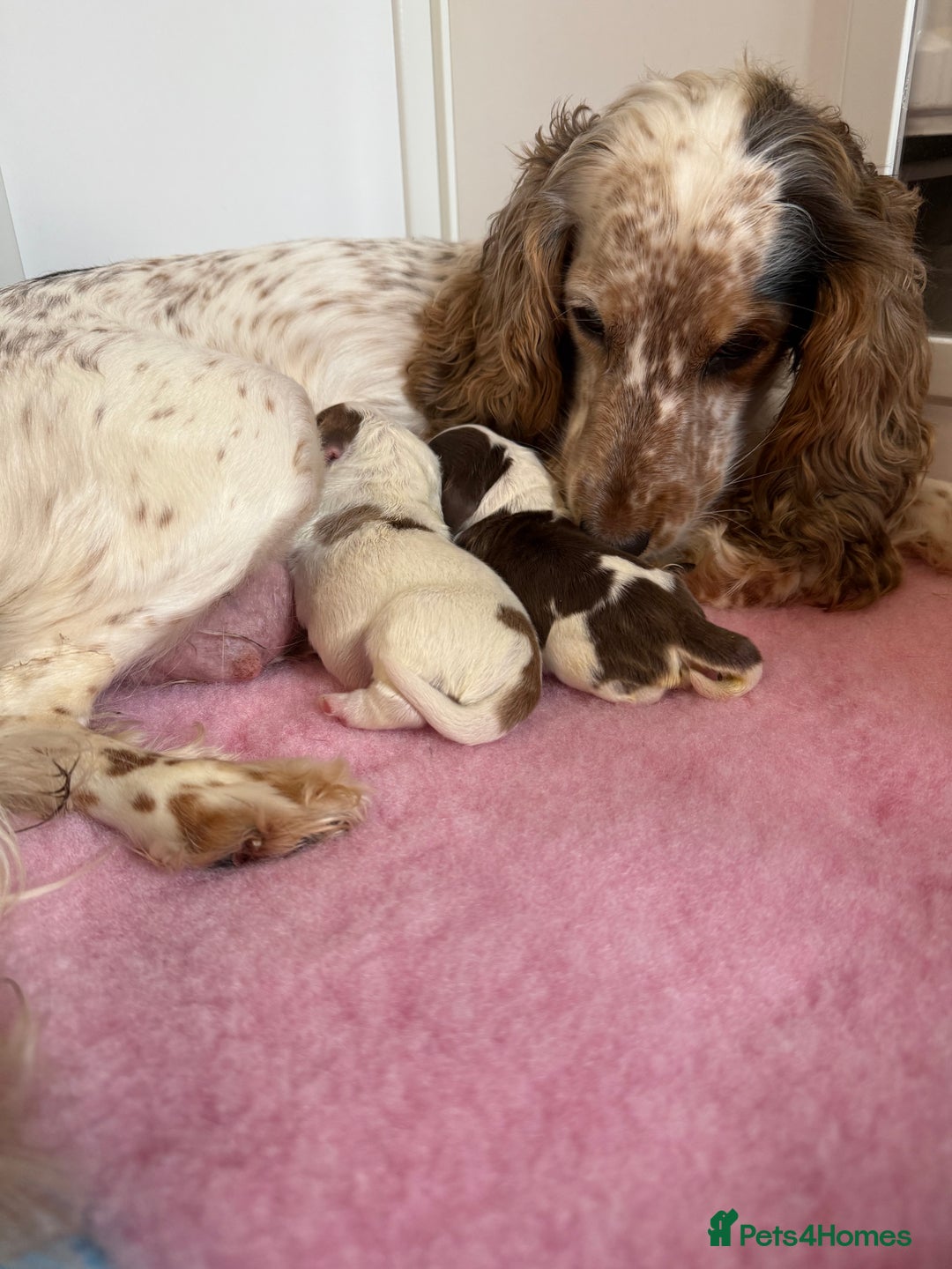 Cocker Spaniel dogs for sale: Chocolate Roan & Tan Cocker Spaniel Girl - Image 12