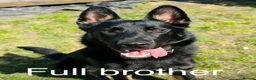 German Shepherd dogs for sale: 🐾 Black & Tan German Shepherd Puppies 🐾 - Advert 9