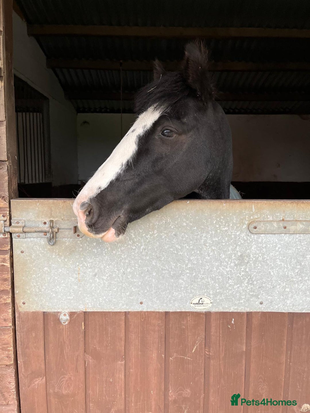 Irish Cob horses for sale: Fantastic first pony - Image 2