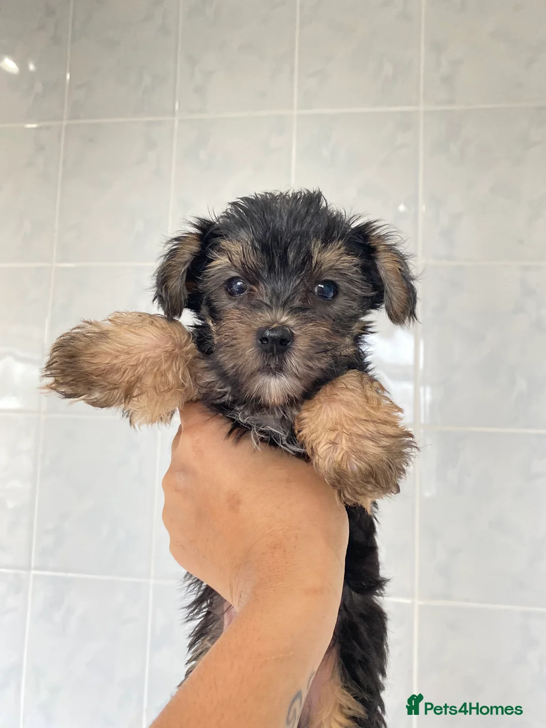 Chinese Crested dogs for sale: 💙💖Stunning Chinese crested ready now💖💙 - Advert 29