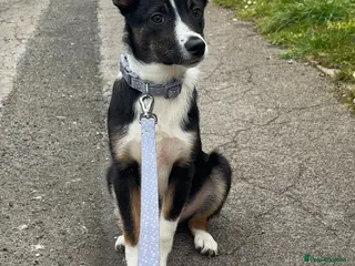Border Collie dogs 4month old boarder collie - Advert 9