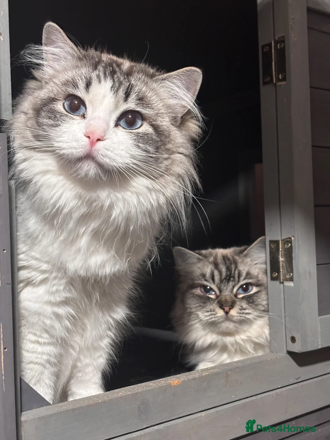 Ragdoll cats for sale: Dual registered queen - Advert 2