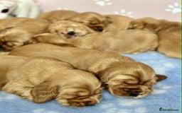 Cocker Spaniel dogs for sale: Top Quality KC Show Cockers FN PRCD-PRA CLEAR - Image 1