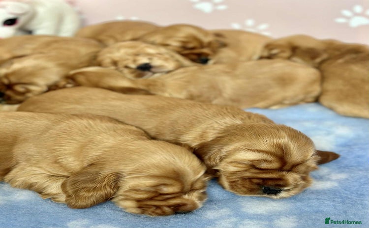 Cocker Spaniel dogs - Advert 12