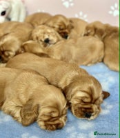 Cocker Spaniel dogs - Advert 5