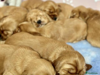 Cocker Spaniel dogs - Advert 32