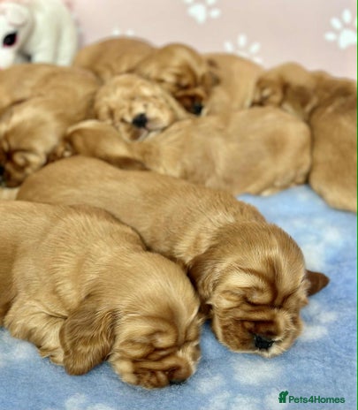 Cocker Spaniel dogs - Advert 11