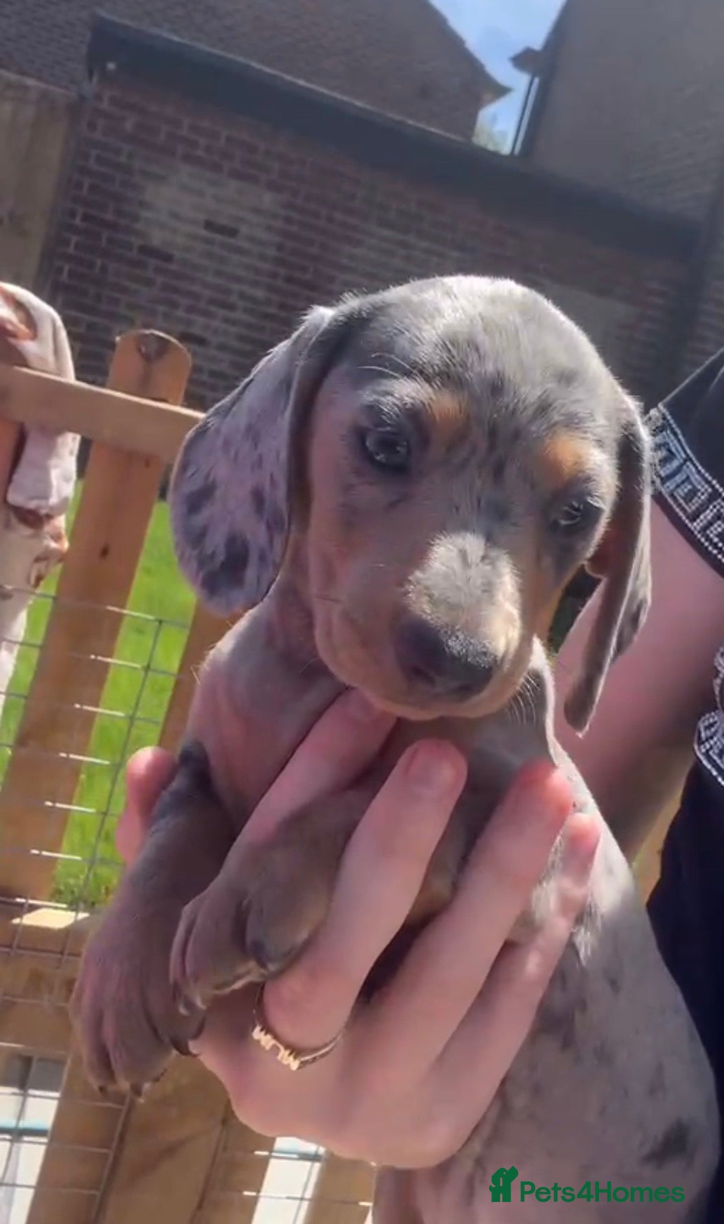 Miniature Dachshund dogs Lovely Miniature Dachshund Puppy’s Ready Now - Advert 2