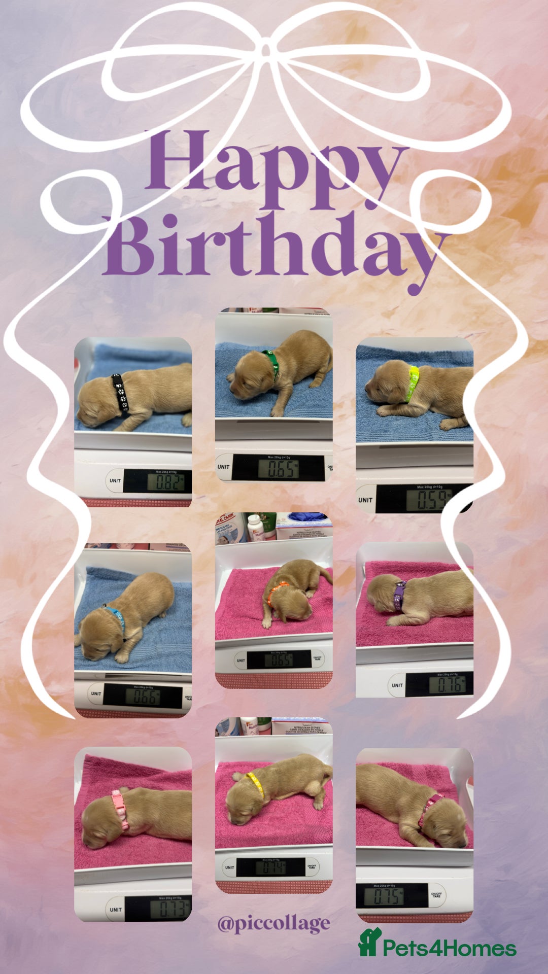 Golden Retriever dogs 38GEN KC FCI reg HEALTH TESTED DAD TITLED CHAMPION - Advert 1